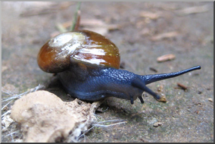Photo: Snail 01 LowRes