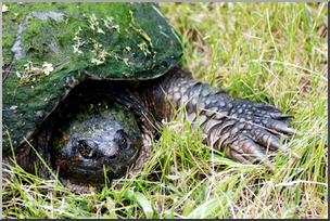 Photo: Snapping Turtle 02 LowRes