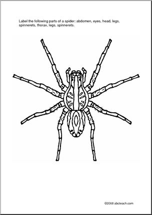 Worksheet: Label the Spider