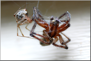 Photo: Spiders 01a HiRes