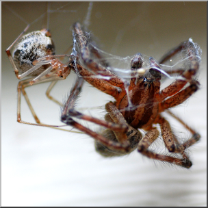 Photo: Spiders 01b HiRes