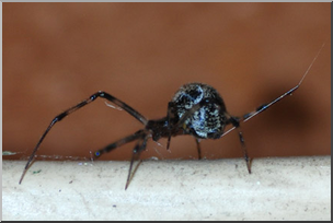 Photo: Spider Spinning Silk Thread 01 LowRes