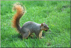 Photo: Squirrel 01a HiRes