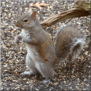 Photo: Squirrel 05 LowRes