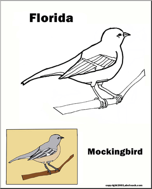 Florida: State Bird – Mockingbird
