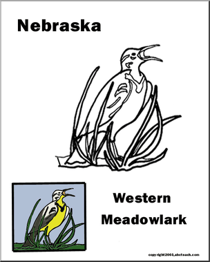 Nebraska: State Bird – Western Meadowlark