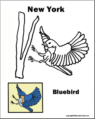 New York: State Bird  – Bluebird