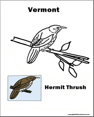 Vermont: State Bird – Hermit Thrush