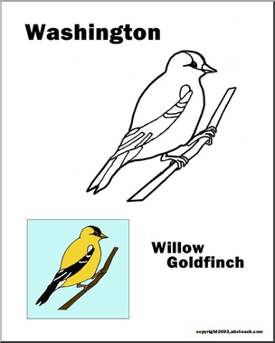 Washington: State Bird – Willow Goldfinch