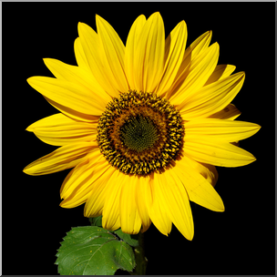 Photo: Sunflower 01 HiRes