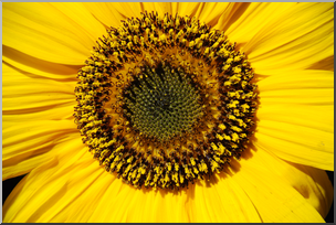 Photo: Sunflower 02 HiRes