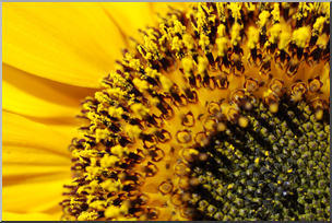 Photo: Sunflower 03 HiRes