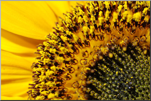 Photo: Sunflower 03 LowRes