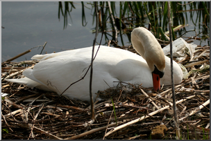 Photo: Swan 01 HiRes