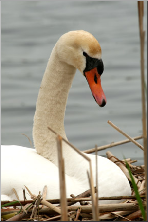 Photo: Swan 02 LowRes