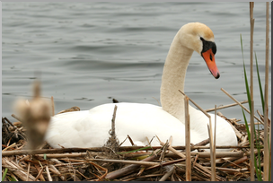 Photo: Swan 03 HiRes