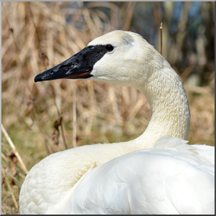 Photo: Swan 05b HiRes