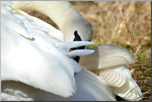 Photo: Swan 06 HiRes