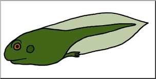 Clip Art: Tadpole with Hind Legs Color