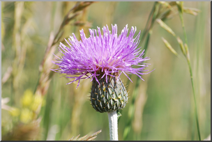 Photo: Thistle 01a HiRes