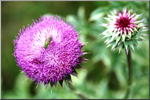 Photo: Thistle 04a LowRes