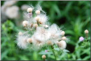 Photo: Thistle Seeds 01a HiRes
