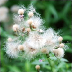 Photo: Thistle Seeds 01b HiRes