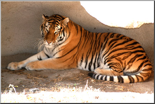 Photo: Tiger 02 LowRes