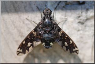 Photo: Tiger Bee Fly 01a HiRes