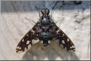 Photo: Tiger Bee Fly 01a LowRes