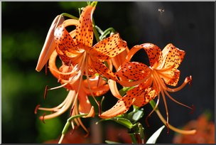 Photo: Tiger Lilies 01 HiRes