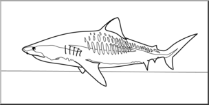 Clip Art: Sharks: Tiger Shark B&W