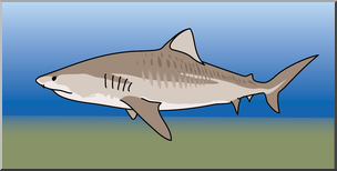 Clip Art: Sharks: Tiger Shark Color