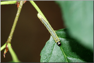 Photo: Tiny Caterpillar 01a LowRes