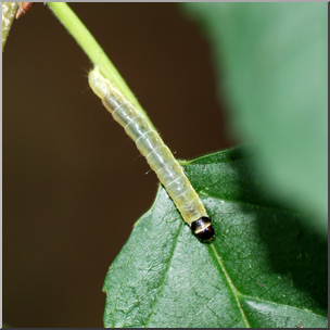 Photo: Tiny Caterpillar 01b HiRes