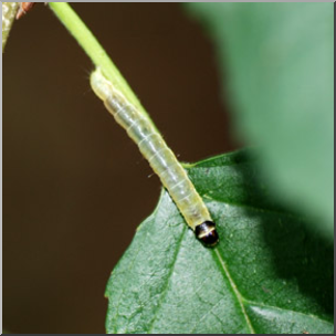 Photo: Tiny Caterpillar 01b LowRes
