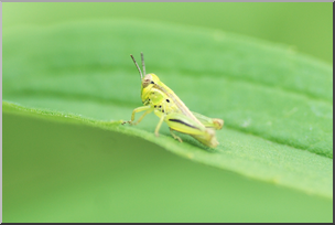 Photo: Tiny Grasshopper 01a HiRes