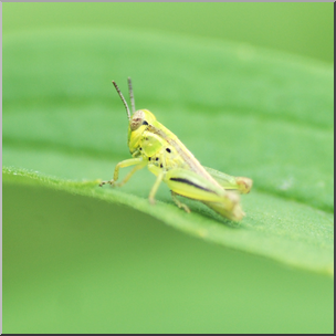 Photo: Tiny Grasshopper 02b HiRes