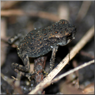 Photo: Tiny Toad 01b LowRes