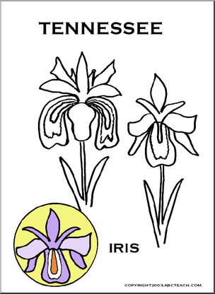 Tennessee: State Flower – Iris