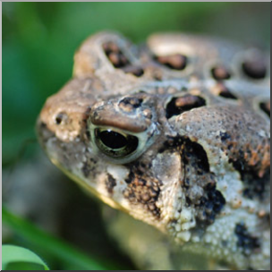 Photo: Toad 01b LowRes