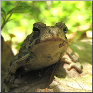 Photo: Toad 03b LowRes