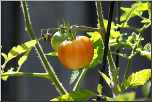 Photo: Tomato Plant 01a HiRes