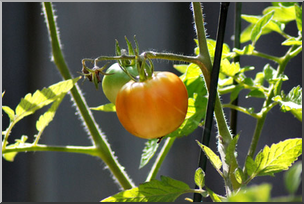 Photo: Tomato Plant 01a LowRes