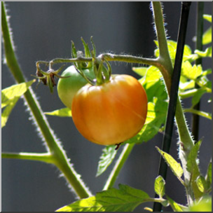 Photo: Tomato Plant 01b LowRes