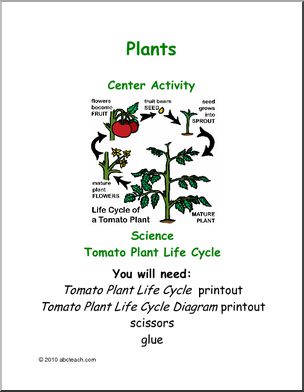 Learning Center: Life Cycle of a Tomato