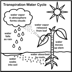 Clip Art: Transpiration of Water Cycle B&W