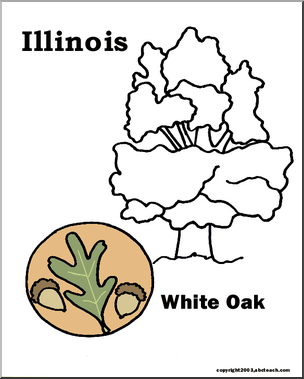 Illinois: State Tree – White Oak