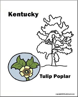 Kentucky: State Tree -Tulip Tree (tulip poplar)