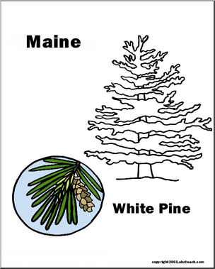 Maine: State Tree – White Pine